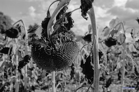 2014_10_07_vie_et_mort_d'un_tournesol, 2024-09-16_fomapan100_NIKON_F801_22_1_wordpress