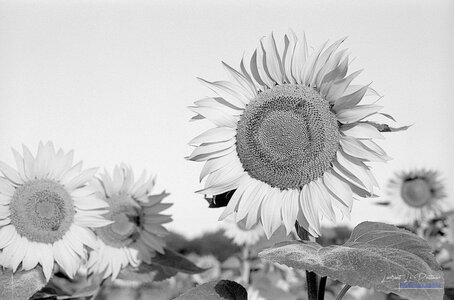 2014_10_07_vie_et_mort_d'un_tournesol, 2024-09-11_fomapan100_minolta_srt101_04_1_wordpress