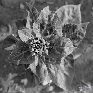 2014_10_07_vie_et_mort_d'un_tournesol, 2024-09-11_fomapan100_minolta_srt101_10_1_wordpress